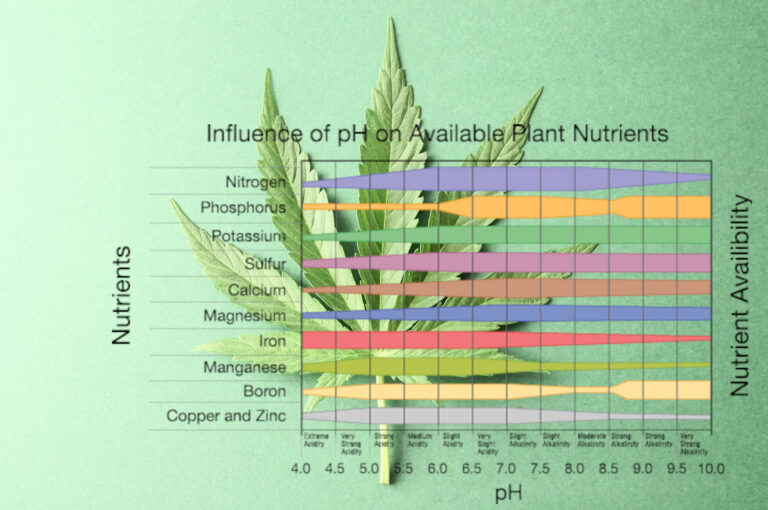 Nutrient Lockout in Cannabis Signs, Treatment, and Prevention Dagga