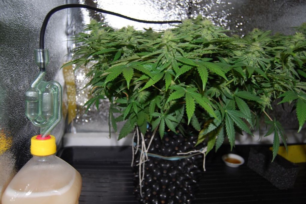 how-to-grow-cannabis-with-co2