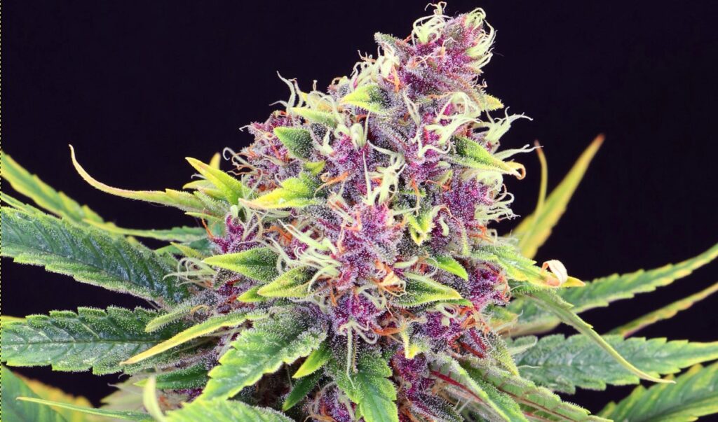how-to-grow-a-purple-phenotypes