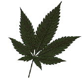 buying-marijuana-seeds-indica