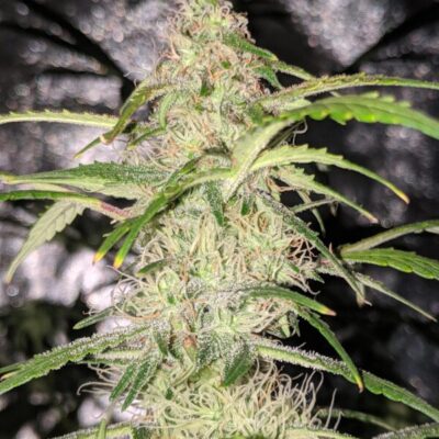 super-lemon-haze-autoflower-seeds