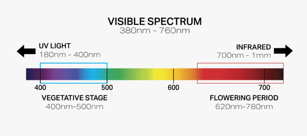 autoflower-light-spectrum-vegetative-flowering