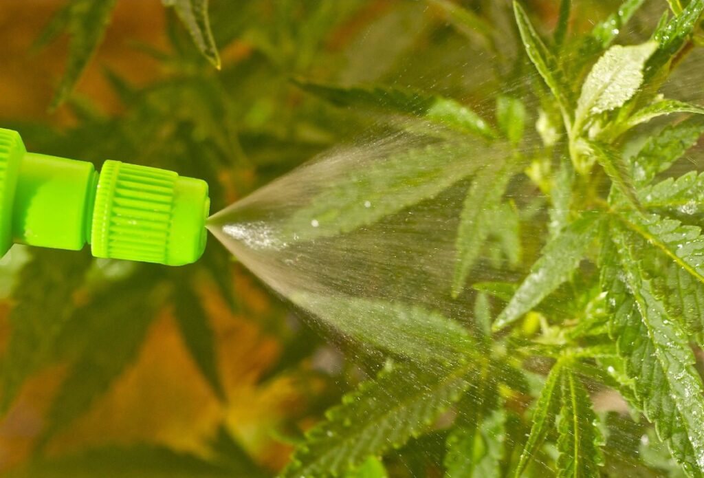 marijuana-foliar-fertilization-feeding-cannabis