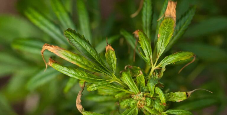 nitrogen-toxicity-in-cannabis