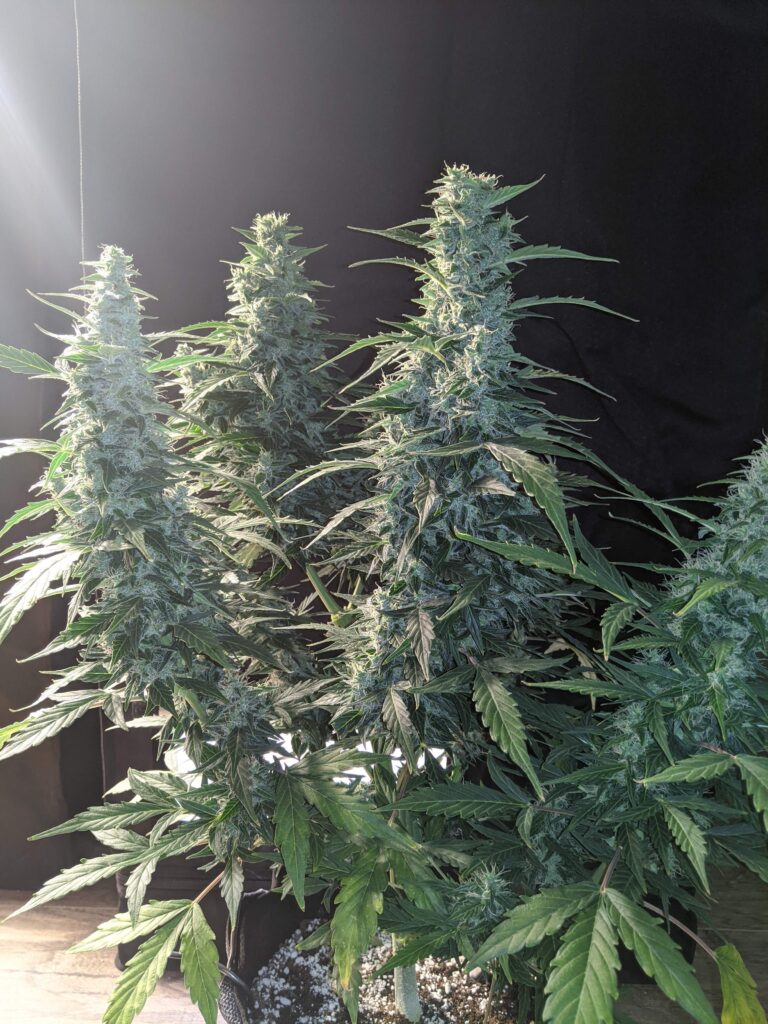 oasis-autoflower-critical-mass-grow