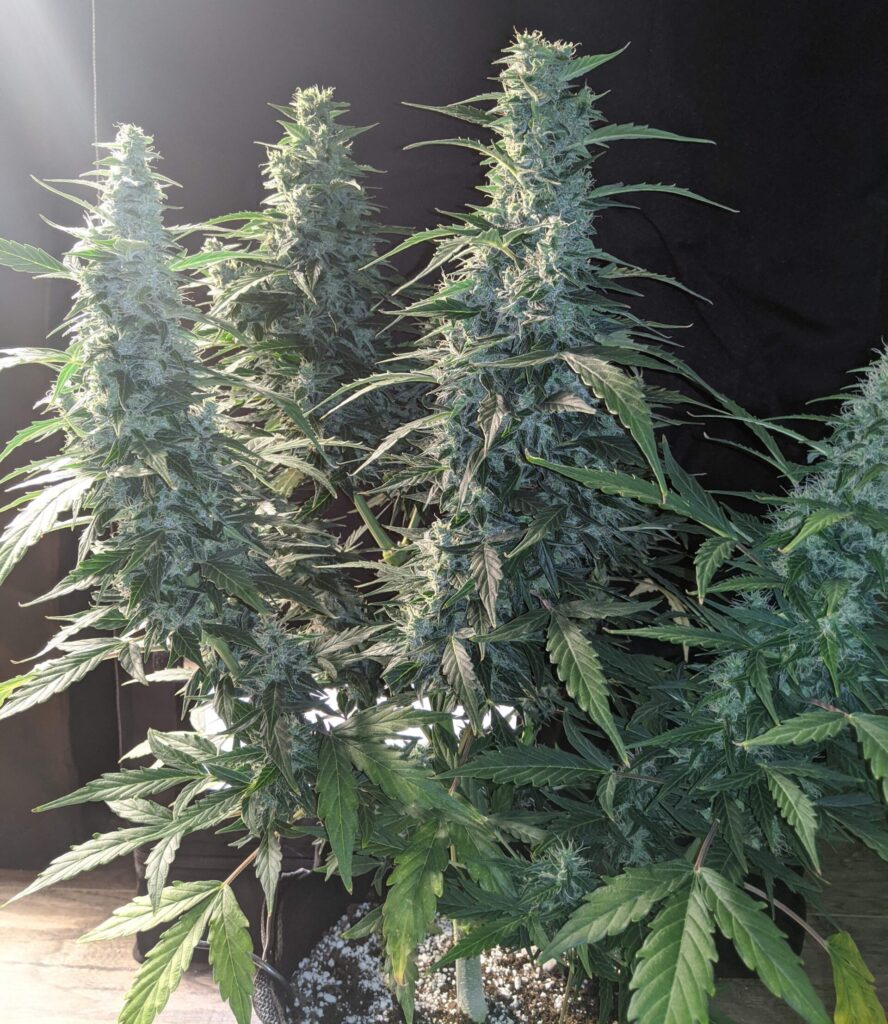 autoflower-seeds-critical-mass-strain-oasis