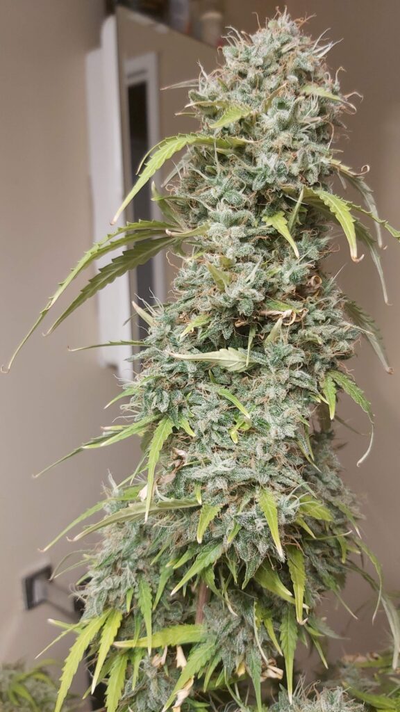 autoflower-critical-mass-feminized-seeds