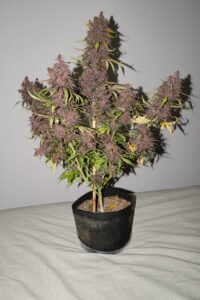 autoflower-purple-kush-seeds-oasis-genetics-auto-pk-grow