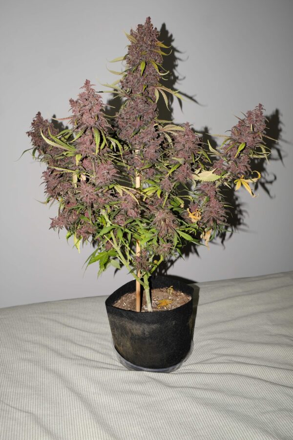 autoflower-purple-kush-seeds
