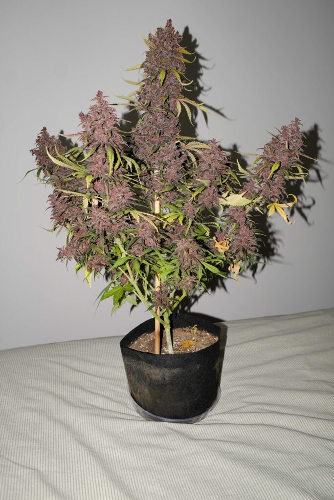 autoflower-purple-kush-oasis-genetics-auto-pk-grow