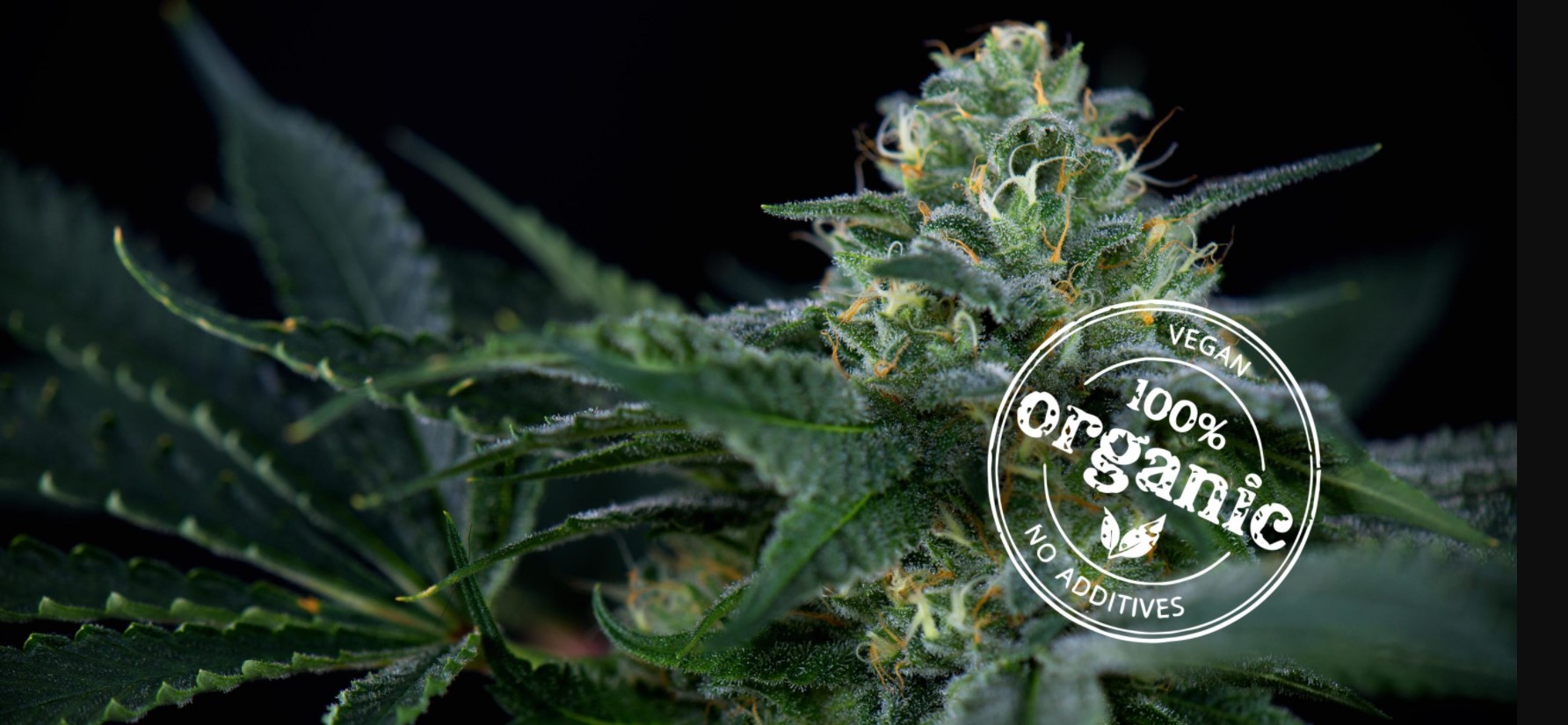 organic-cannabis-growing-tips
