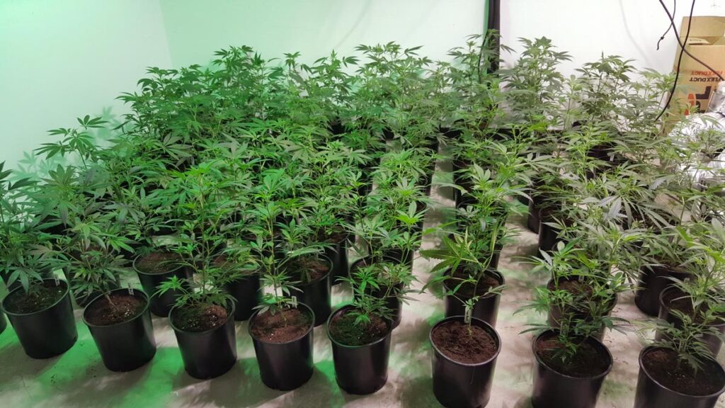 rows-of-happy-vegetative-cannabis-plants