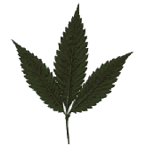 ruderalis-buying-marijuana-seeds