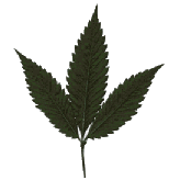 ruderalis-seeds-landrace-weed