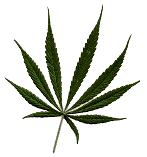 buying-marijuana-seeds-sativa