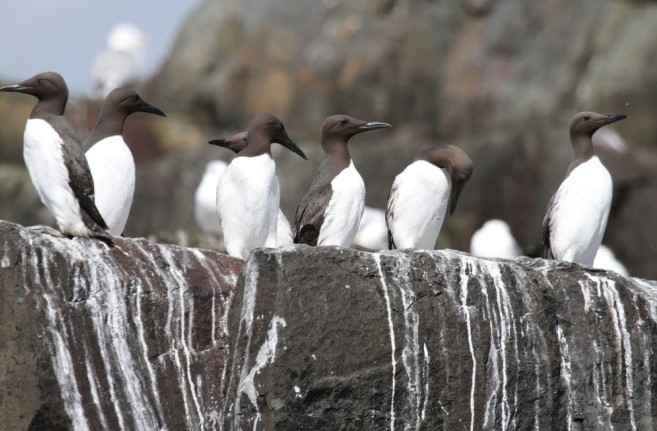 seabird-guano-fertilizer-additive-soil-amendment-cannabis-plants