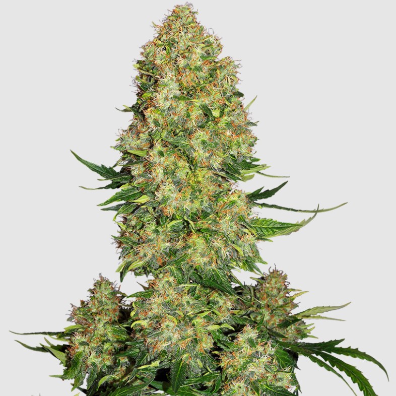 skunk-strain-cannabis-seeds-dagga-seeds