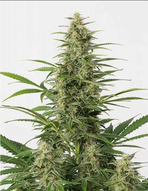 sour-diesel-autoflower-seeds-canada-strain-cannabis