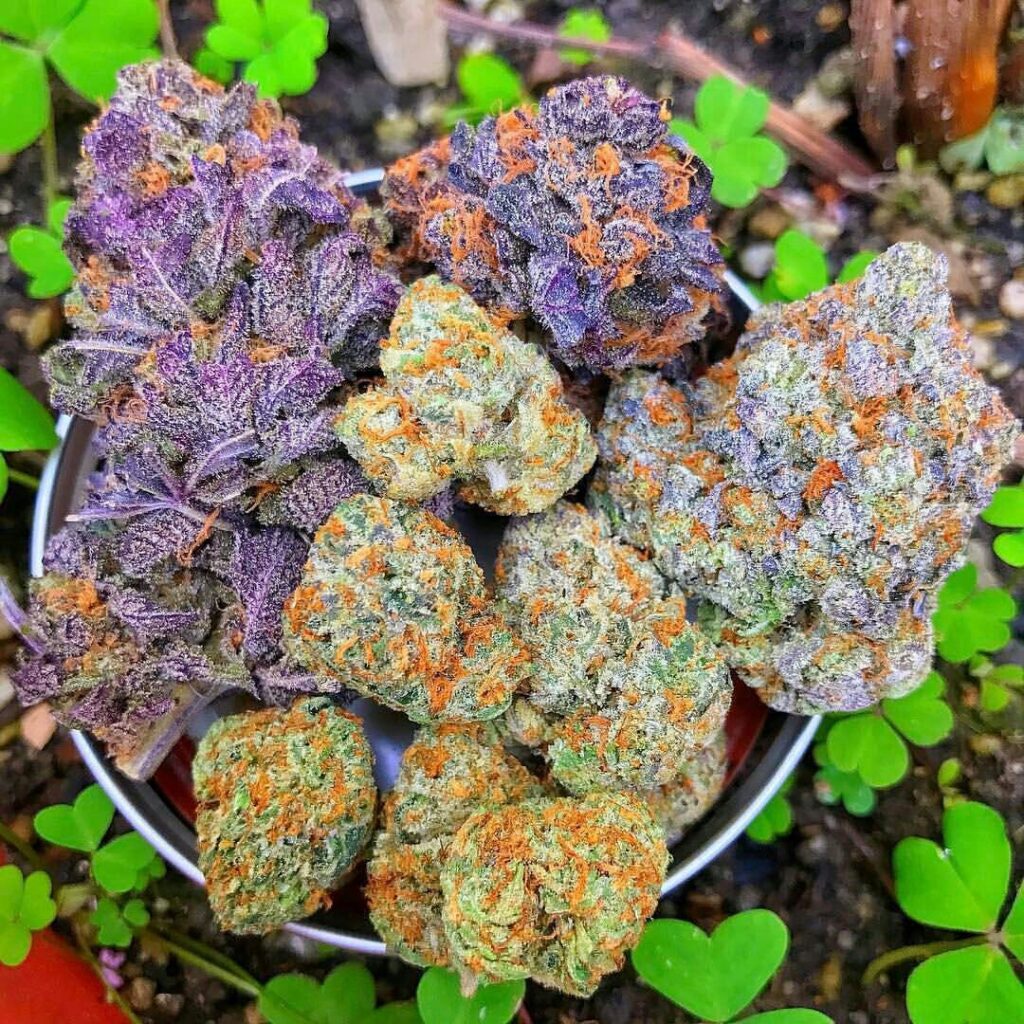 craft-cannabis