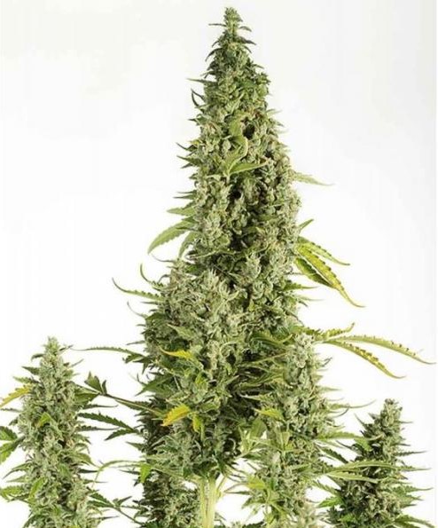 uk-cheese-cannabis-strain-autoflower