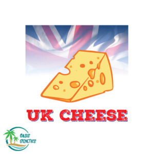 uk-cheese-strain-oasis-seeds