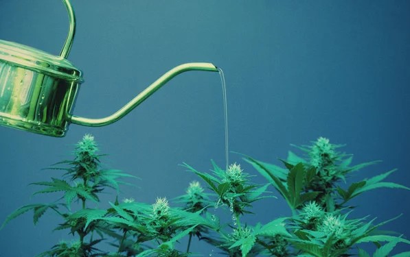 watering-marijuana-plants