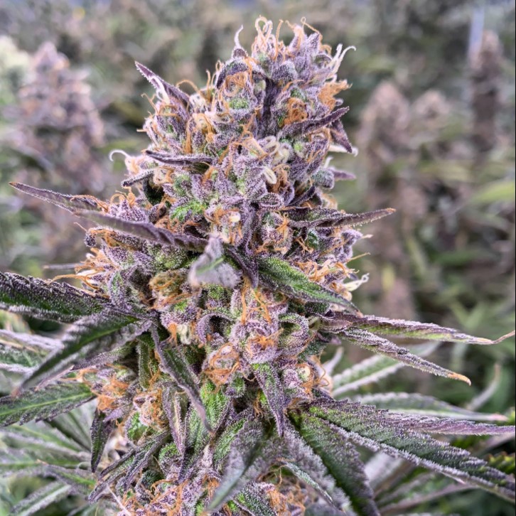 zkittlez-feminized-seeds