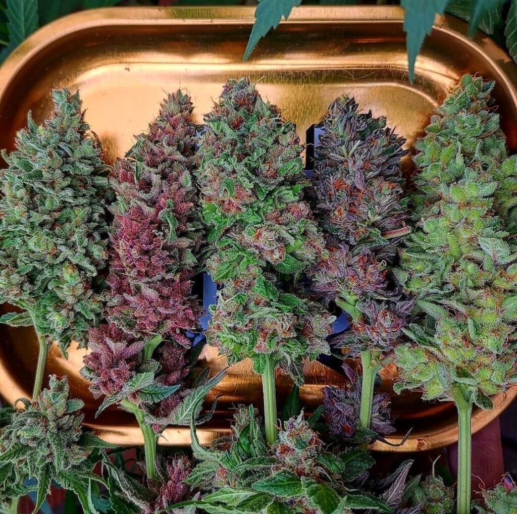 cannabis-strains-review