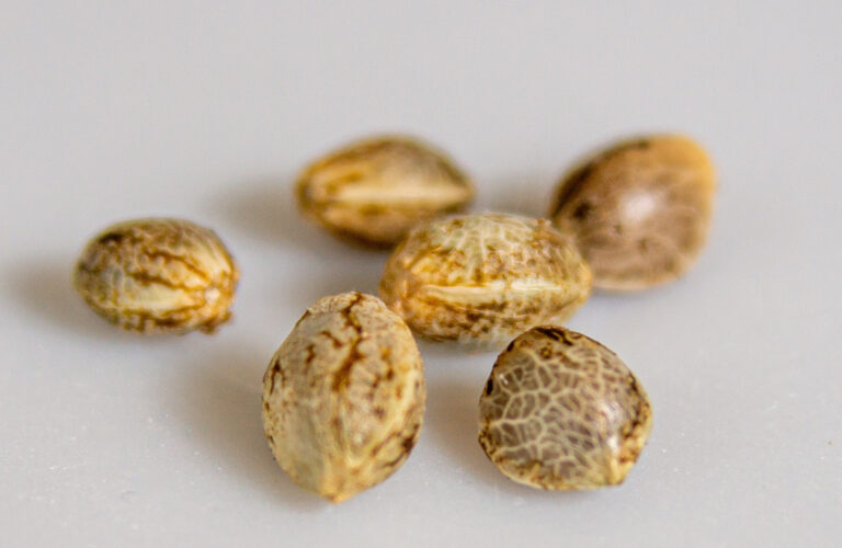 feminized-auto-flower-cannabis-seeds-online-cheap-prices-sale