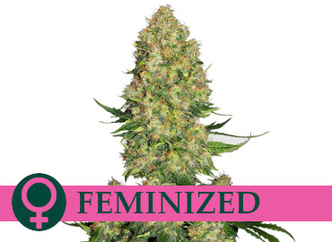 feminized-cannabis-seed