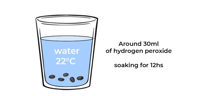 germination-presoaking-cannabis-seeds-diagram-chart