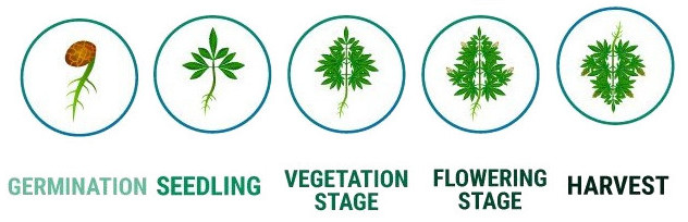 how-to-grow-weed-from-seeds-chart-of-life-cycle