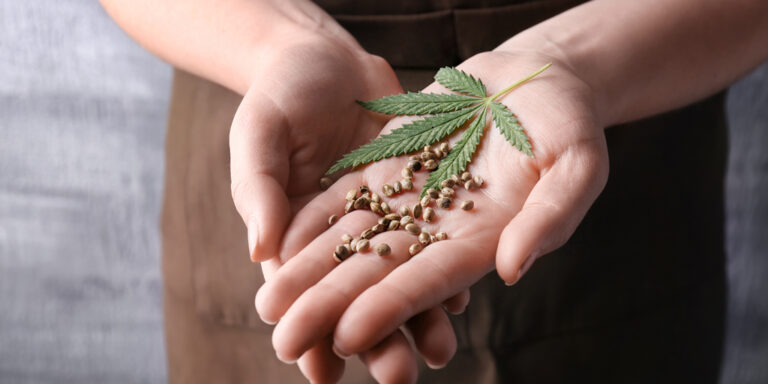 how-to-preserve-your-marijuana-seeds-long-term
