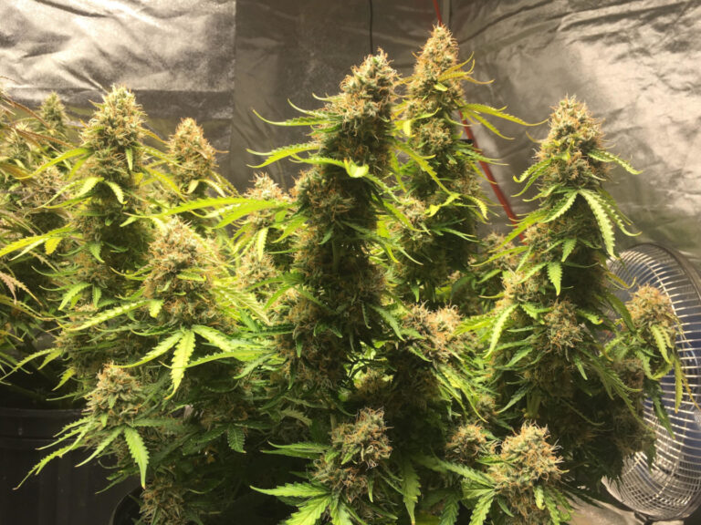 northern-lights-strain-review-canada