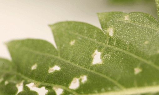 evidence-of-spider-mites-by-their-destruction