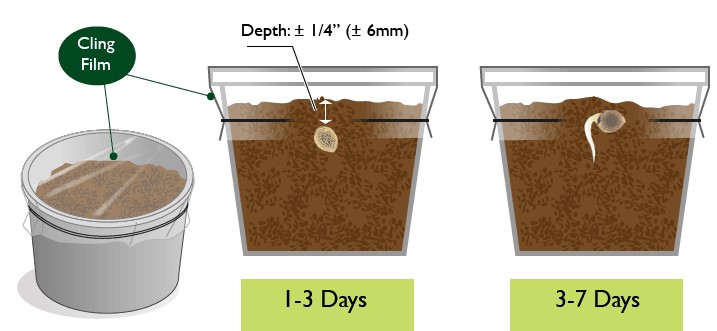planting-autoflower-seeds-directly-in-soil