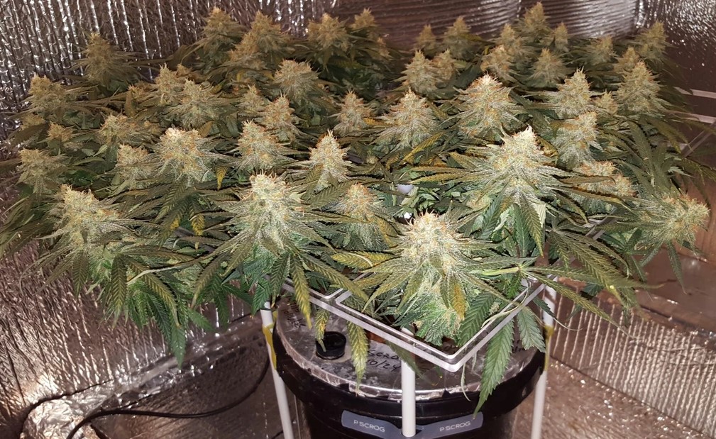 sea-of-green-to-increase-autoflower-yield