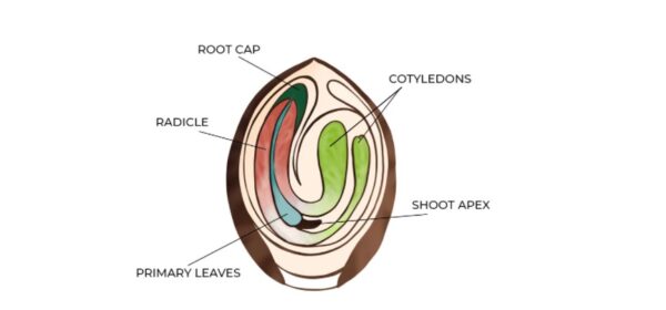 The Best way to Germinate Autoflower Seeds - Dagga Seeds