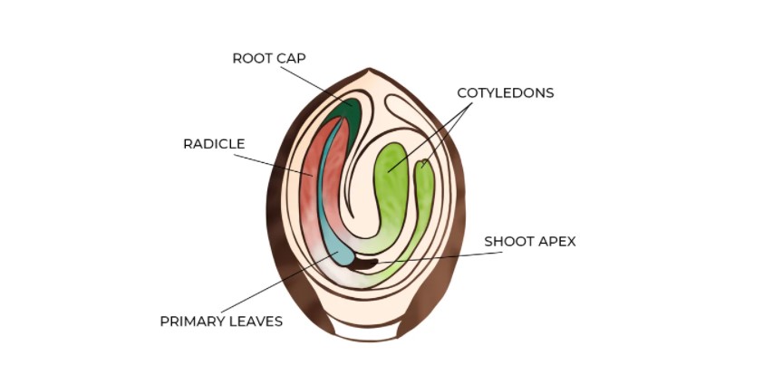 seed-structure-of-a-autoflowering-cannabis-seed