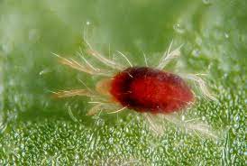 spider-mite-enlarged-view