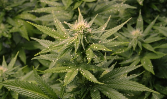 spider-mites-on-cannabis-plant