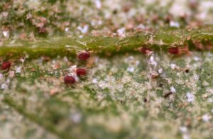 spider-mites-on-cannabis