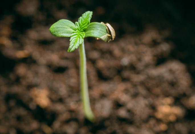 how-to-grow-weed-seedling-stage