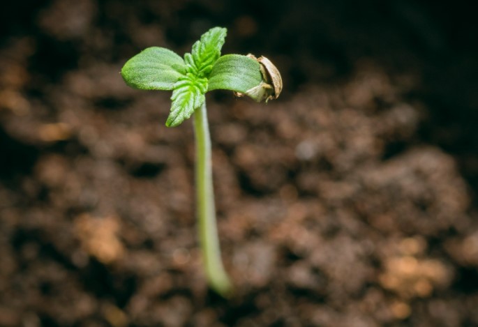 which-is-better-seeds-or-clones-cannabis