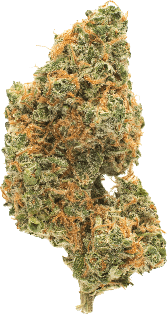 ak-47-strain-appearance-dried-bud