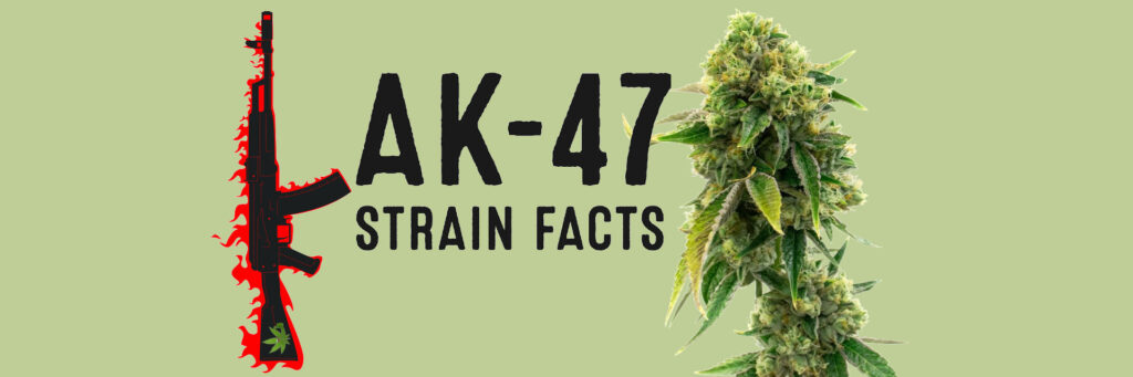ak-47-strain-review-effects-grow-tips-medical-benefit