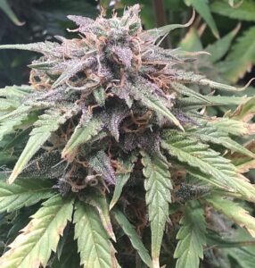 autoflower-white-widow-feminized-seeds