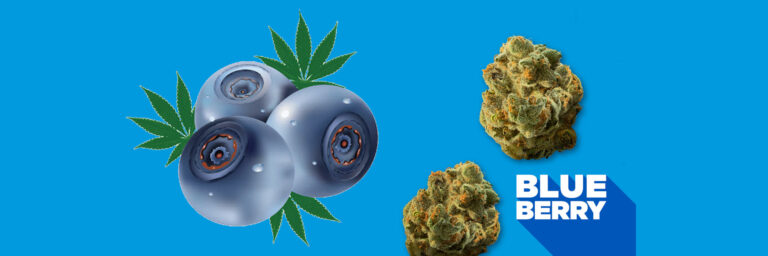 blueberry-strain-review-effects-grow-tips-medical-benefits
