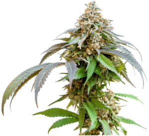 bubba-kush-strain-review-effects-medical-information-min