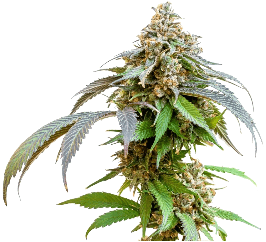 bubba-kush-strain-review-effects-medical-information-min